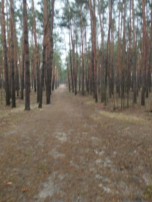 Обрізка саду, чистка кущів