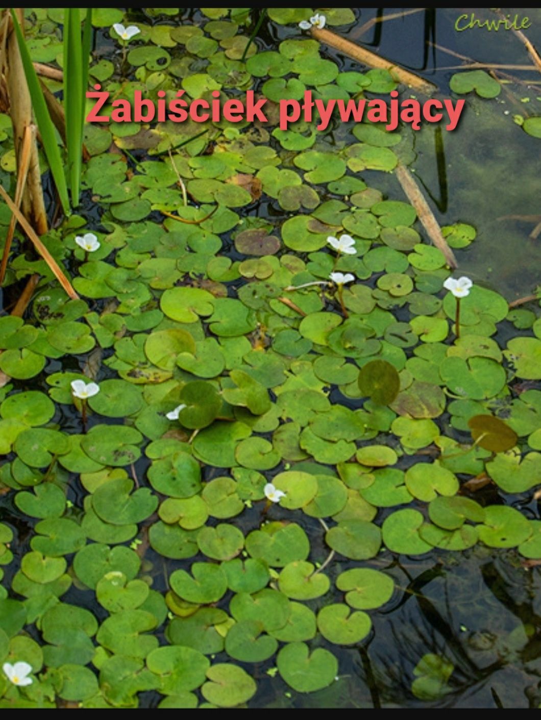 żabiściek pływający rośliny wodne do oczka stawu