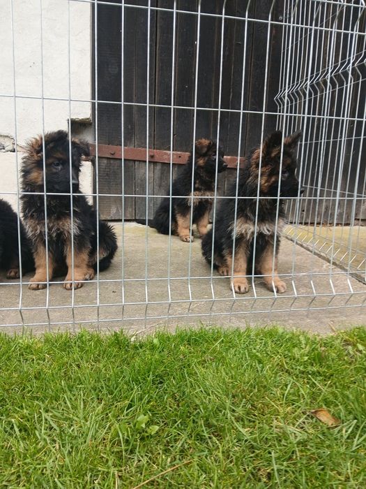 Owczarek Niemiecki Długowłosy