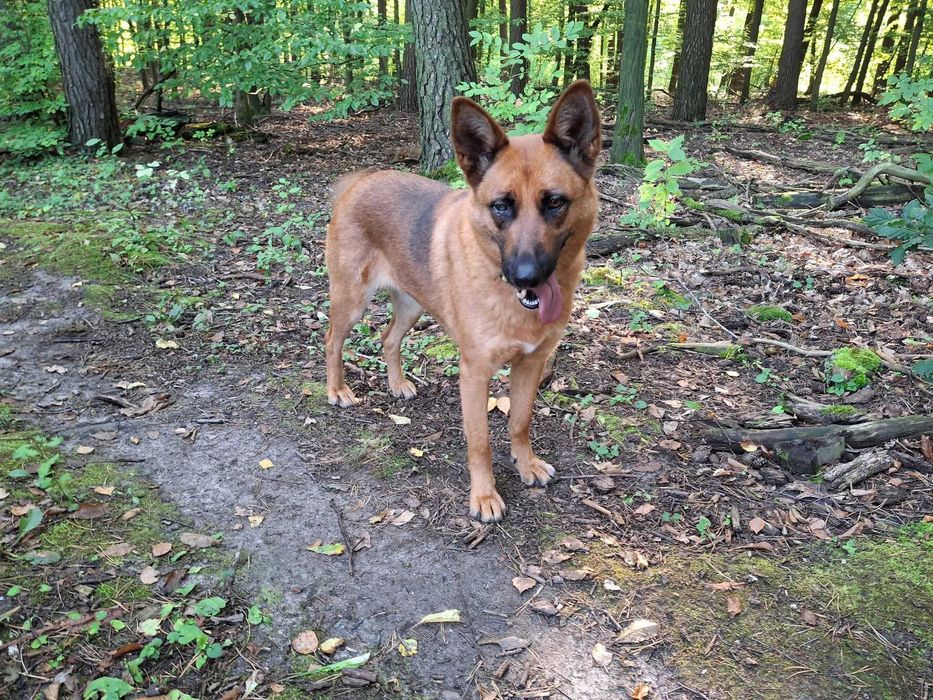 Piękna łagodna spokojna Wera szuka domu