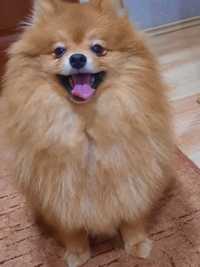 Szpic Pomeranian