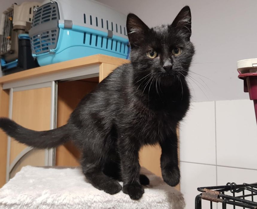 Czarne cudo do adopcji