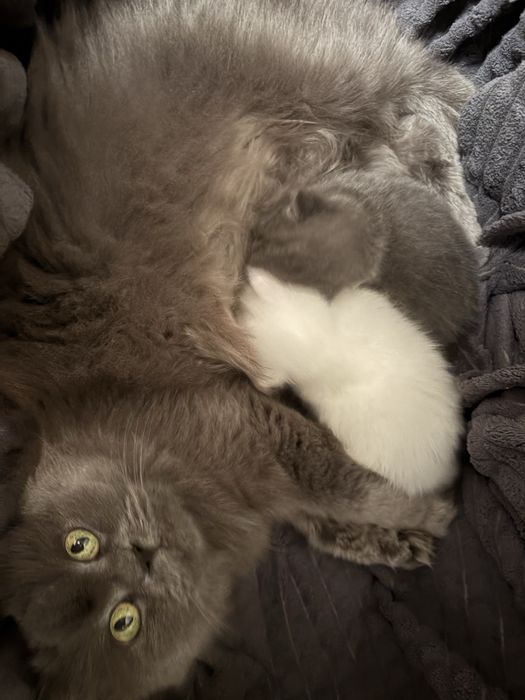 Długowłosa przytulaśna kotka szuka nowego domku :)