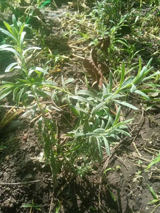 Лаванда англійська морозостійка