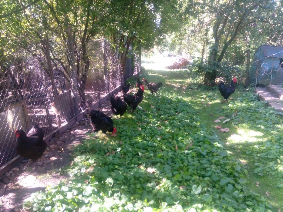 Півні джерсійський гігант