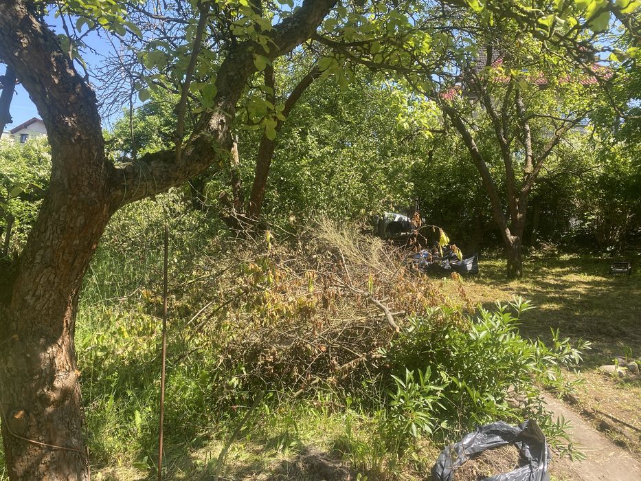 oddam drzewo za darmo