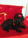 Suka Black Yorkshire terrier ,dorosła ,nie Biewer.