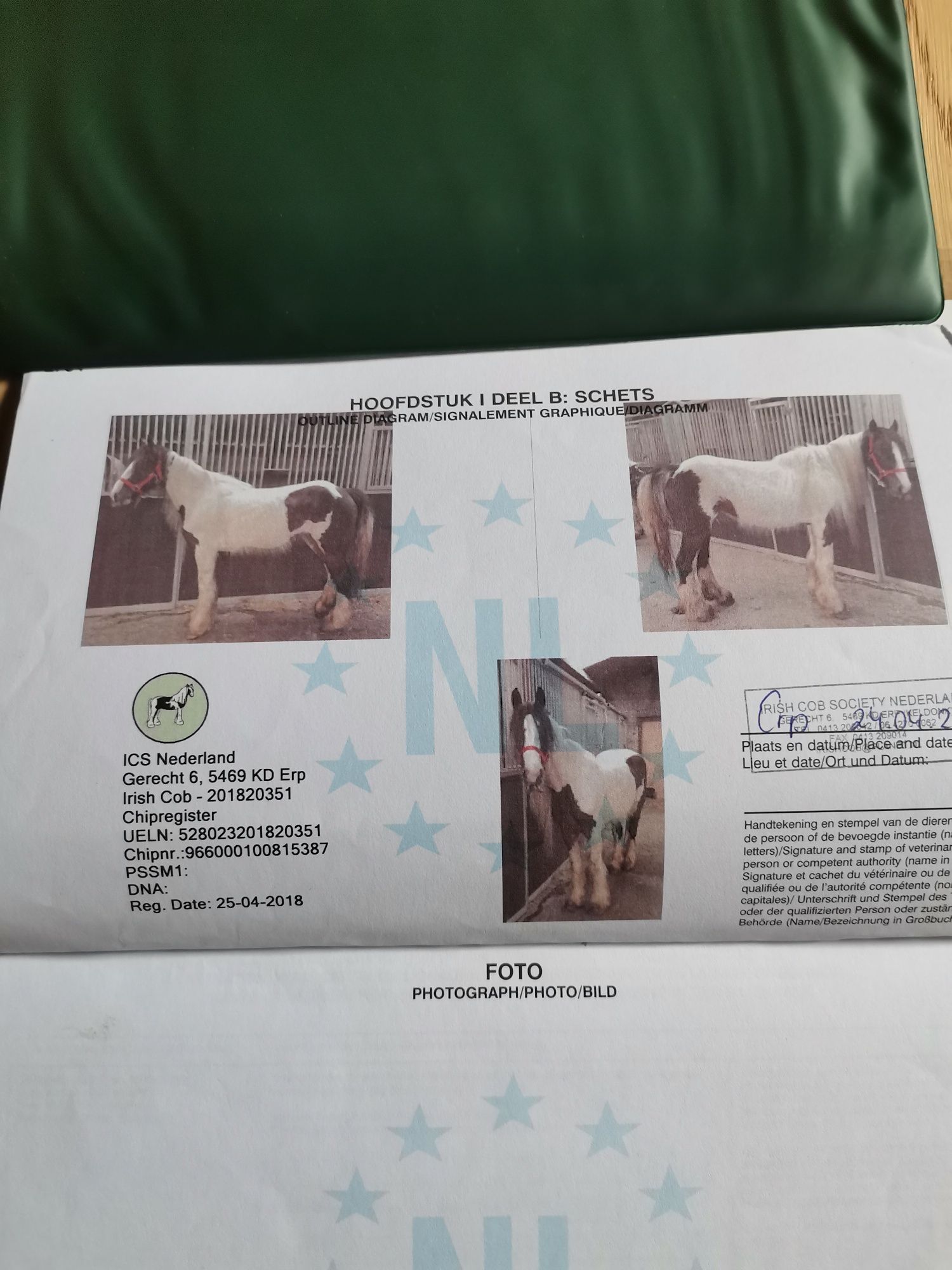 Sprzedam klacz ze źrebakiem