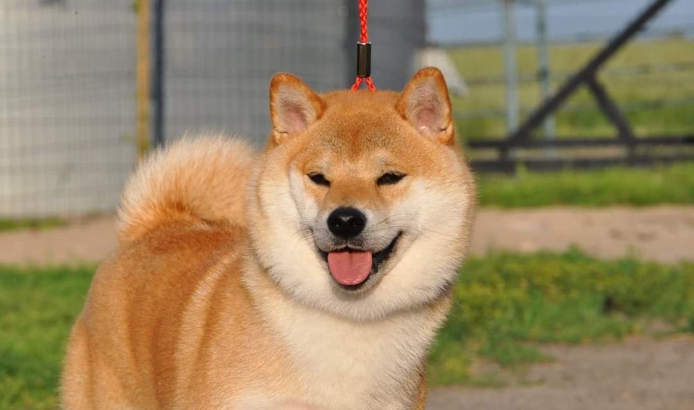 Shiba inu, Shiba doskonały rodowód ZKWP FCI