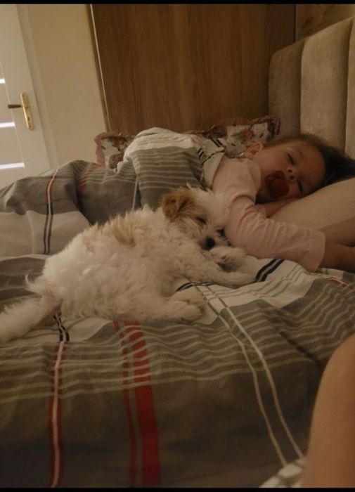 York Biwer biały Suczka Rodowód