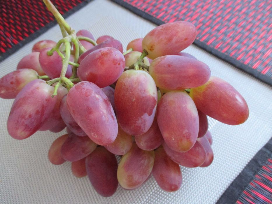 виноград кіш-міш Хеллоуін , Аватар  в контейнері