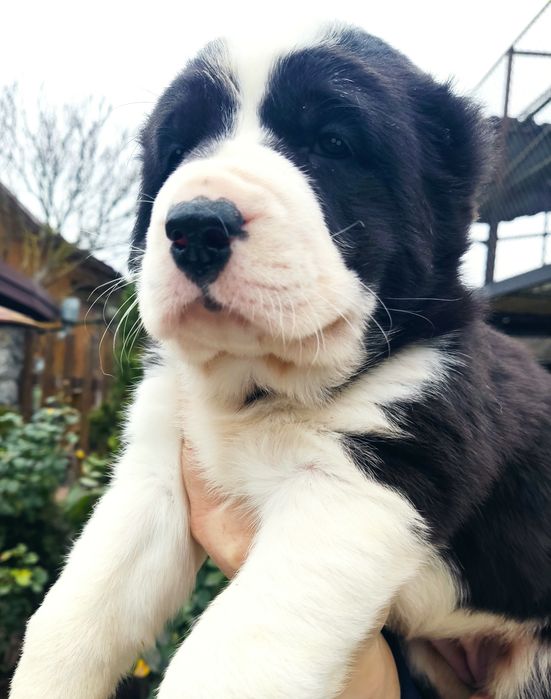 Цуценята САО(алабай) Середньоазіатська вівчарка