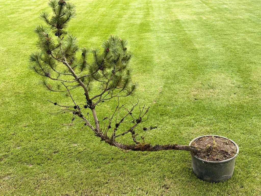 drzewko Bonsai cyprysik, sosna czarna,cis, jałowiec, laurowiśnia,jodła