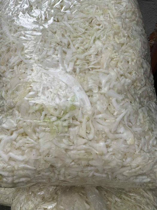 Sprzedam kapustę kamienna głowę