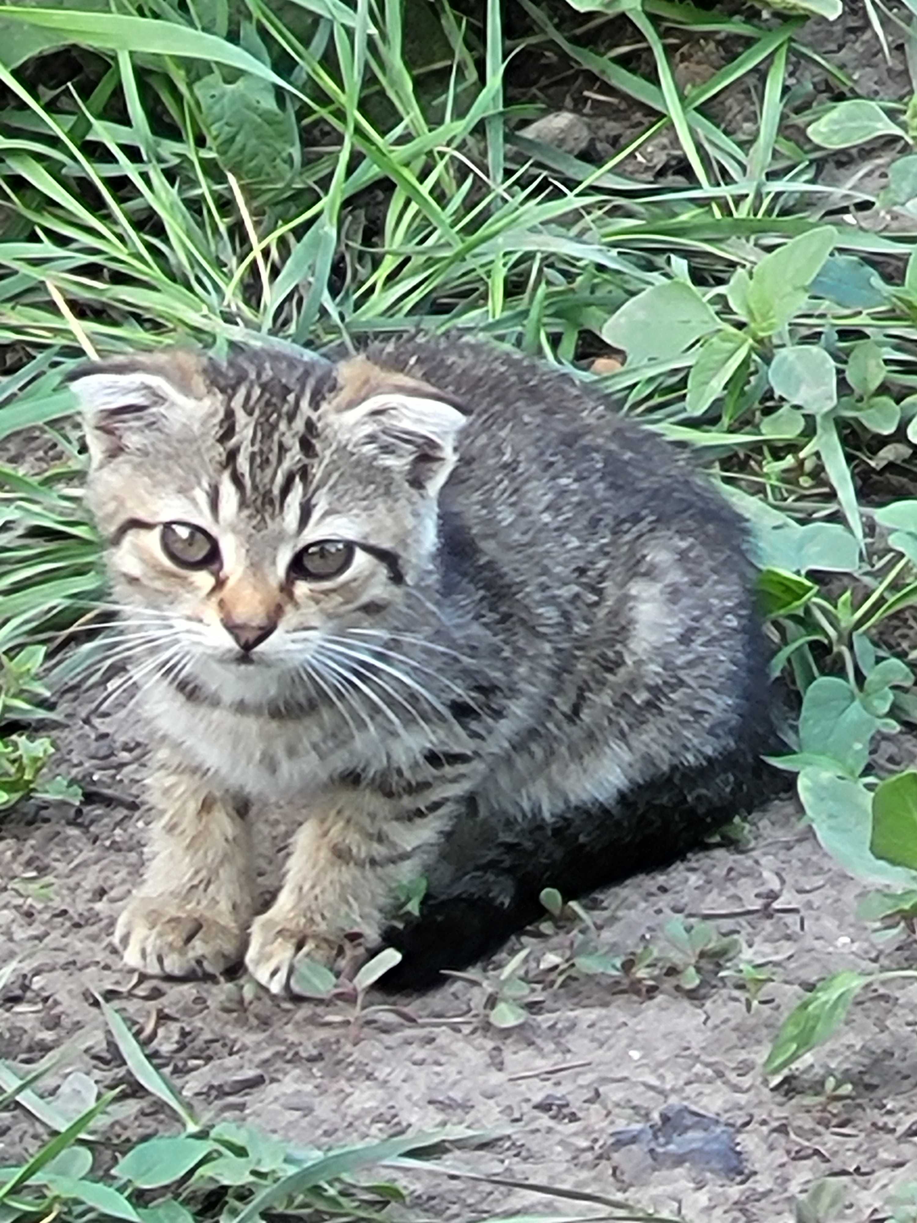 Котята ищут дом, отдам в хорошие руки