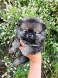 Puszysty miś ,Szpic Miniaturowy Pomeranian ZkwP/FCI