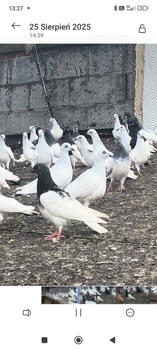 Sprzedam jasne gołębie