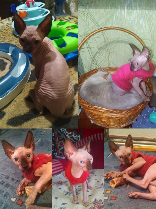 Мои сфинксята голышата.