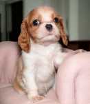 Chłopiec-Cavalier King Charles  Spaniel