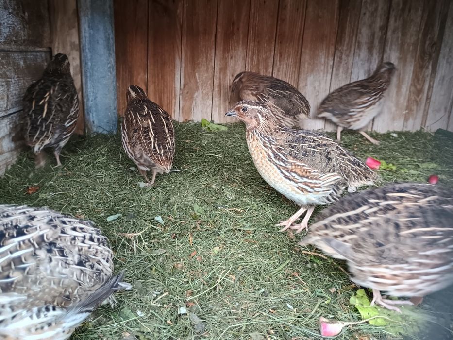 Samce przepiorki 10 szt 15 zł szt 7 tygodni