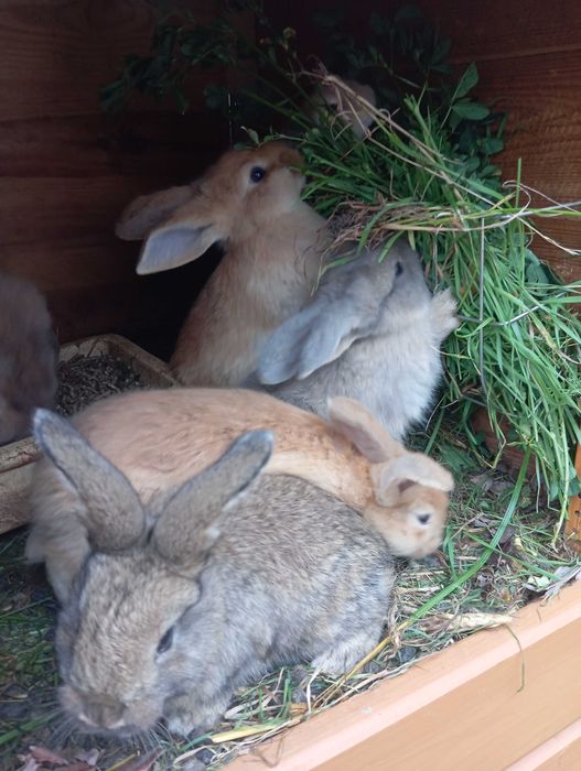 Króliki młode królik mieszaniec klapiok srokacz niebieski