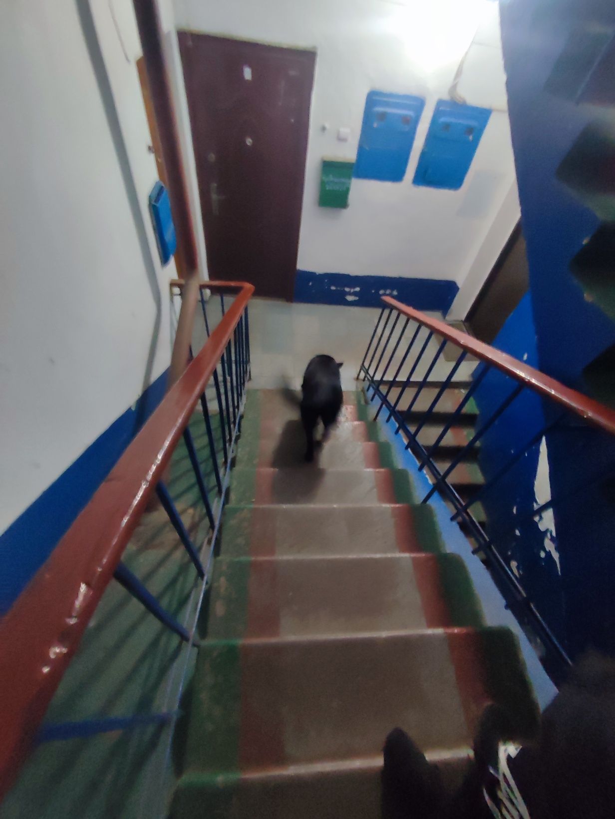 Віддам собаку Лейлу в добрі руки