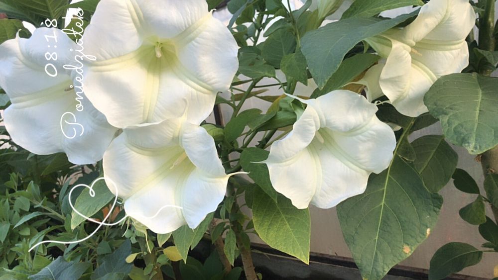 Iochroma filetowa  lub biala
