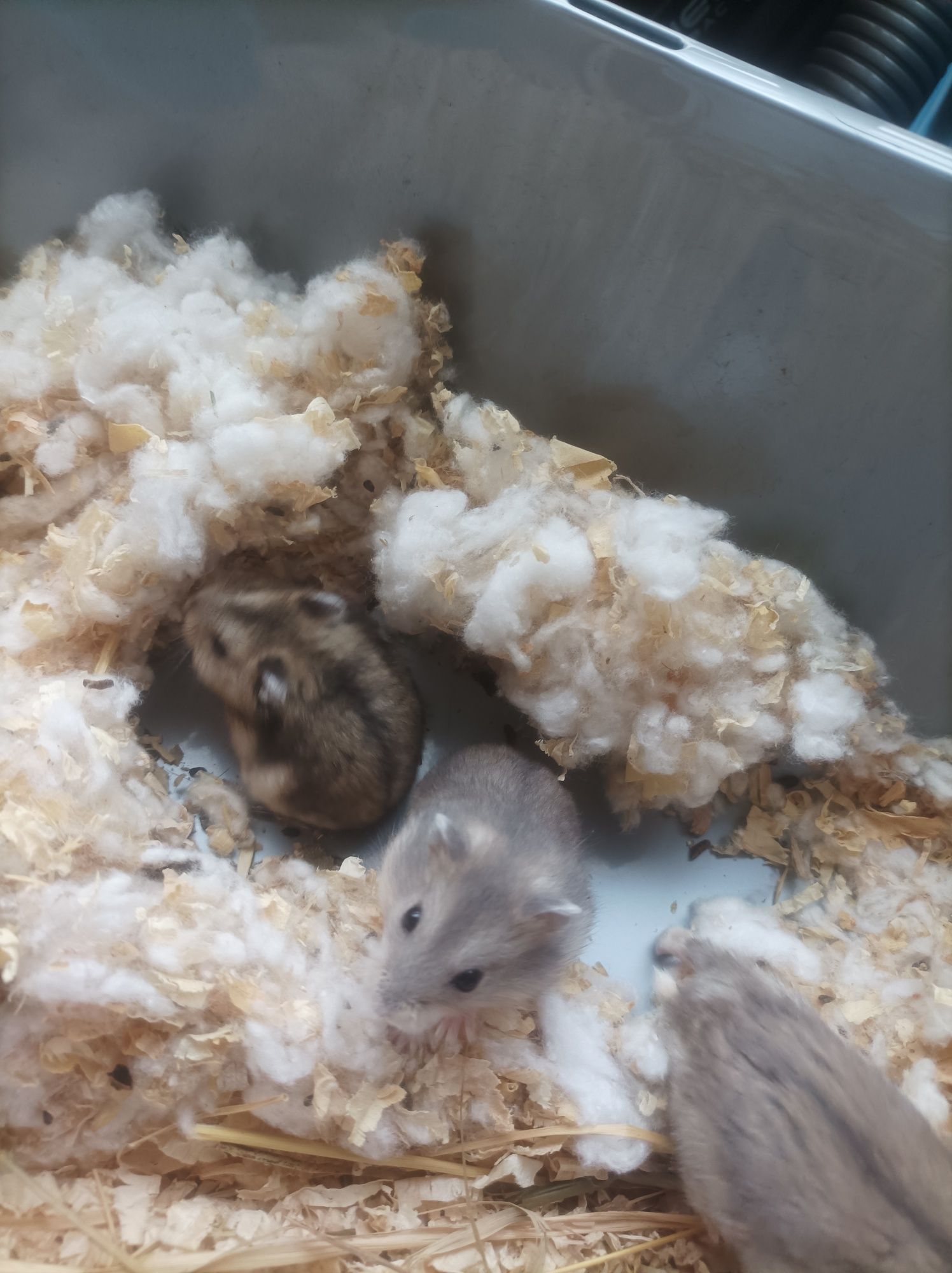 Hamsters russos bebés
