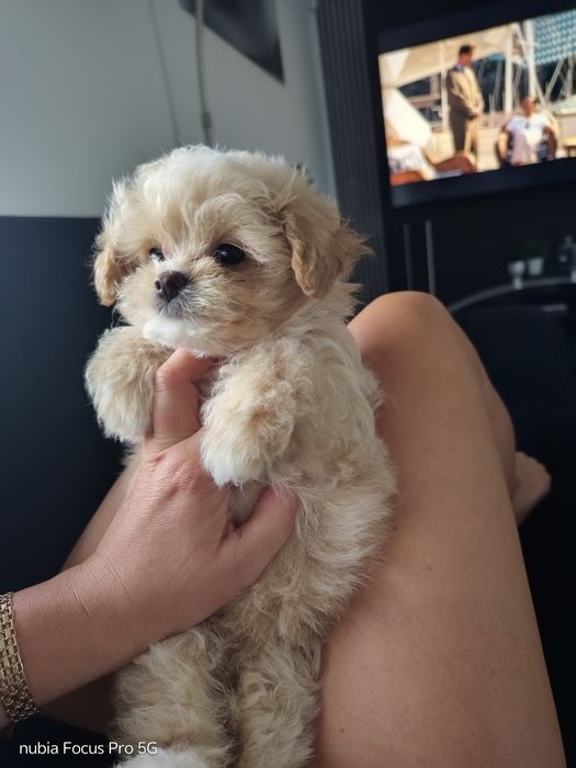 Maltipoo piesek maleńki xxs