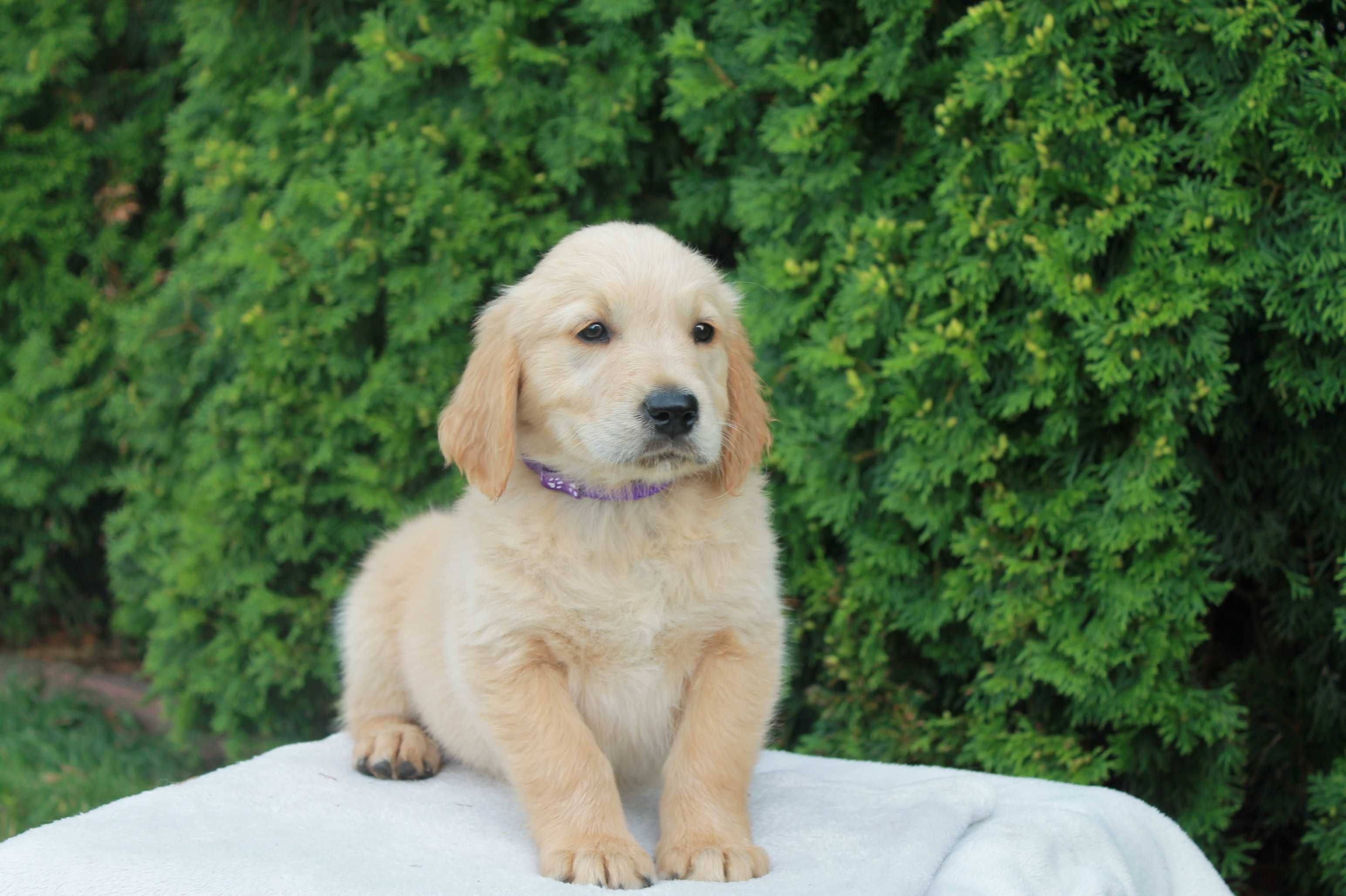 Piesek Golden Retriever złoty - gotowy do odbioru