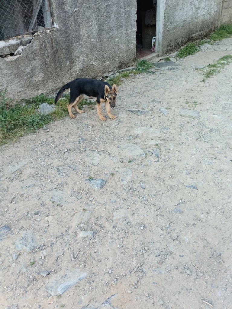 Cadela pastor alemão para doar