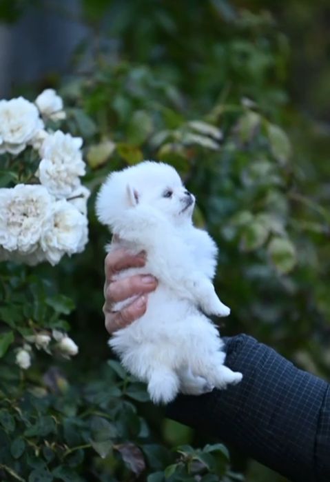 Белоснежная девочка