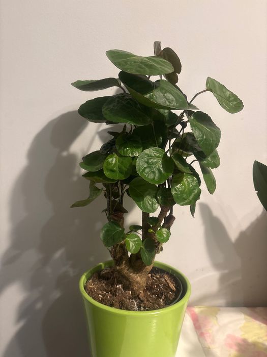 Polyscias roślina kolekcjonerska