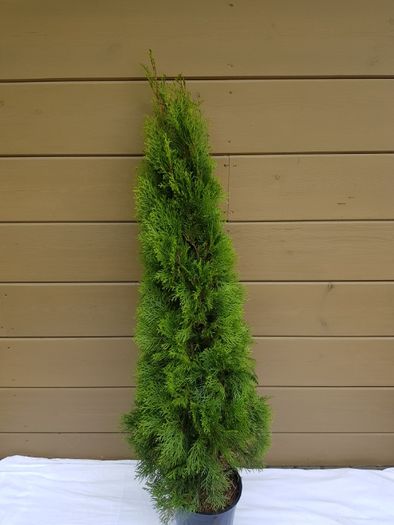 thuja tuja smaragd szmaragd 140 cm grunt