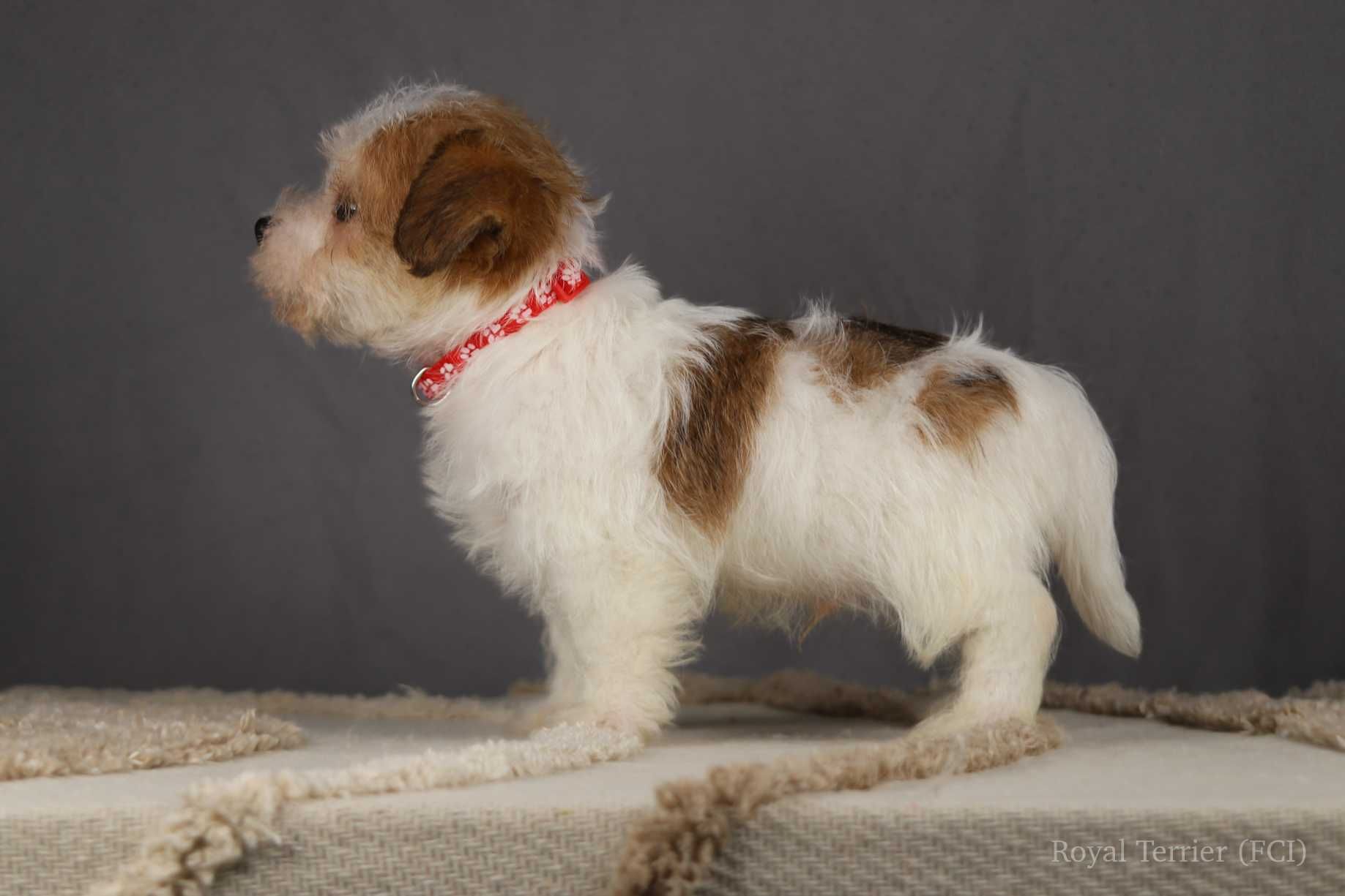 piesek Jack Russell terrier ZKWP/FCI szorstkowłosy