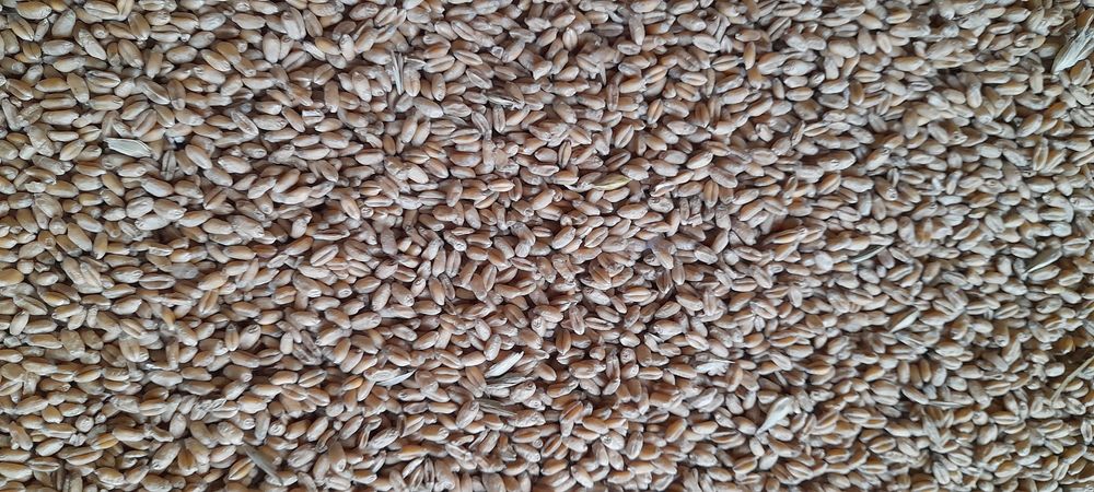 Pszenica, pokarm dla kur, gołębi