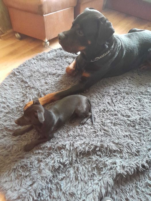 Oddam do dobrych ludzi psa