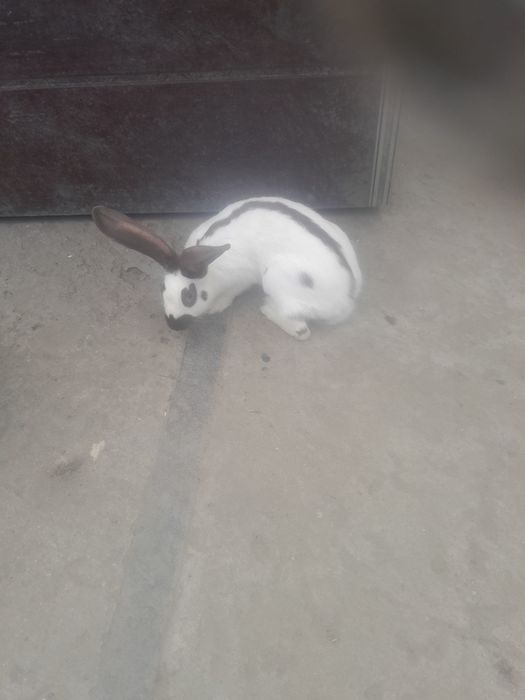 Sprzedam samice Srokacz Niemiecki