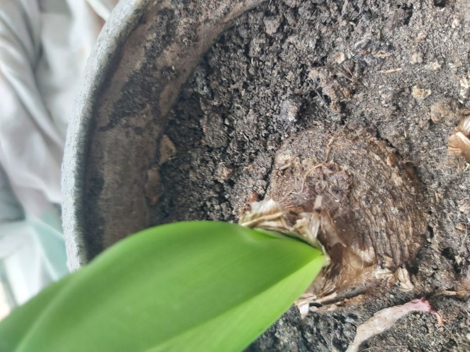 Амариліс цибулини