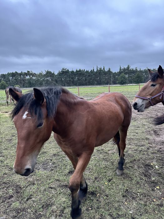 Sprzedam klacz roczną zimnokrwistą