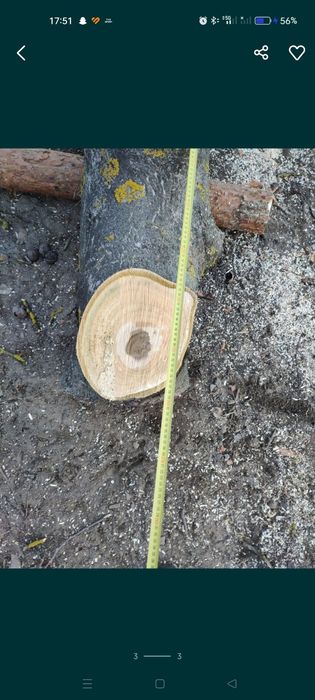 Orzech włoski 2.6 m