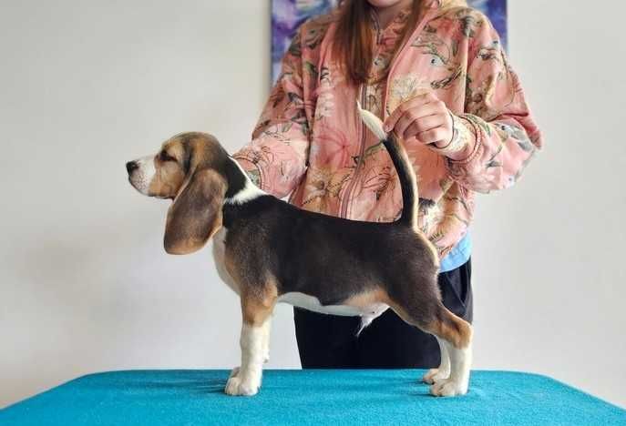 BEAGLE-cudny  szczeniak, ZKwP/FCI, starszy