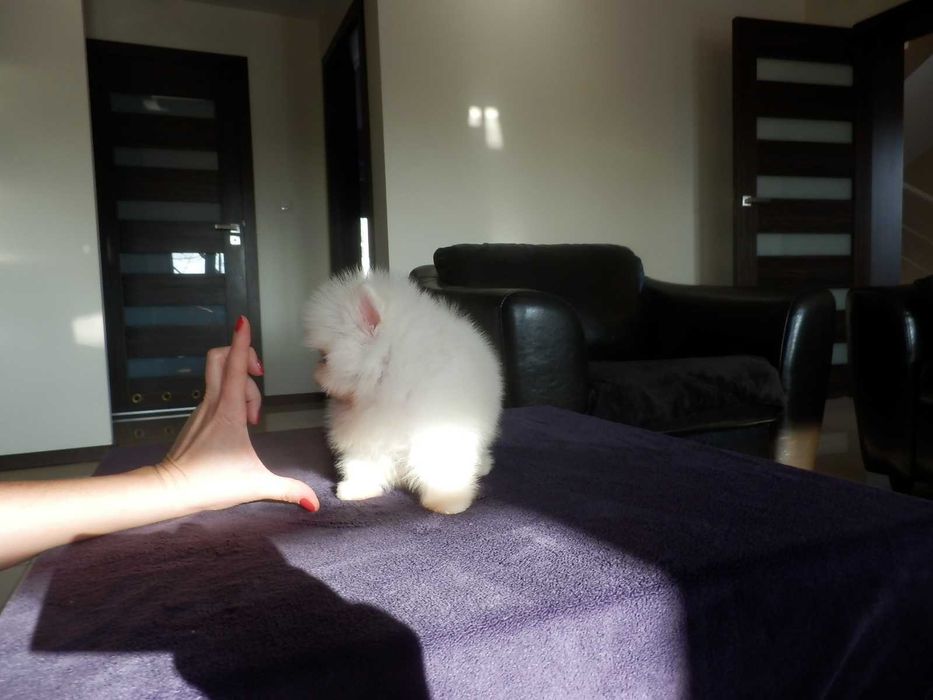 Szpic miniaturowy pomeranian mini SUNIA  biały misio
