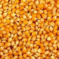 Продам кукурудзу пшеницю в Одесі