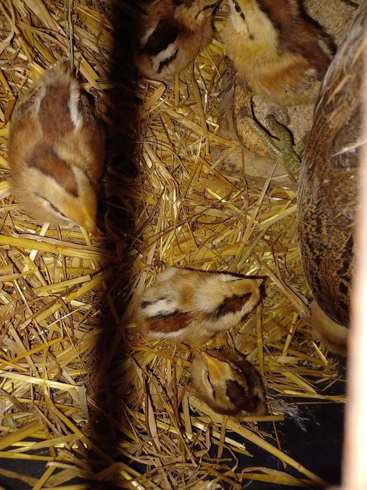 Kurczaki Karzełek Polski