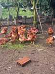Frangos caseiros