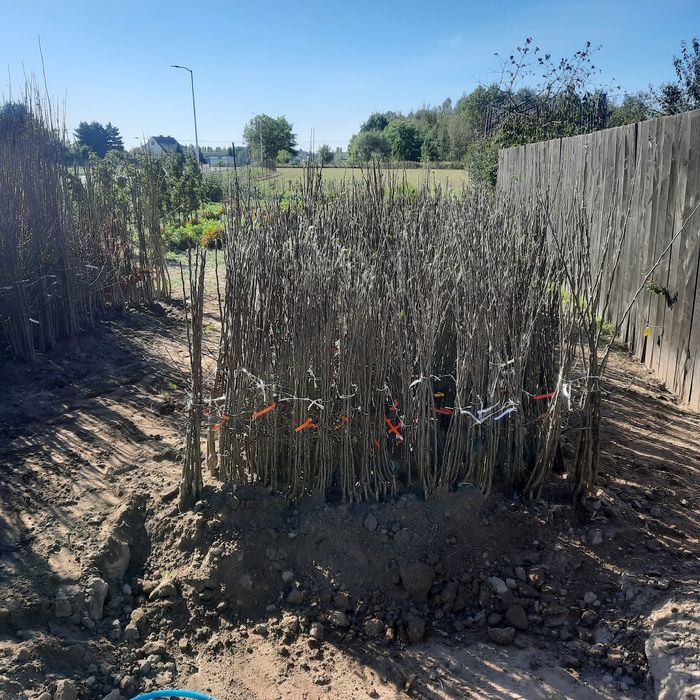 Drzewka owocowe producent