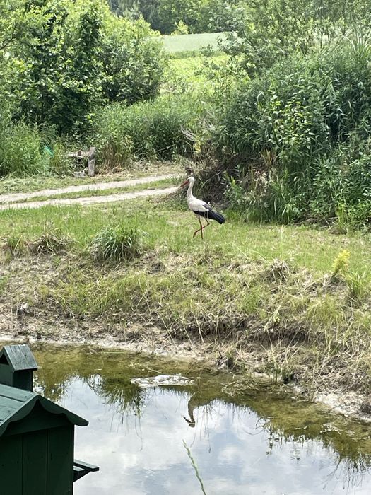 Domek dom do wynajęcia jacuzii balia boże narodzenie