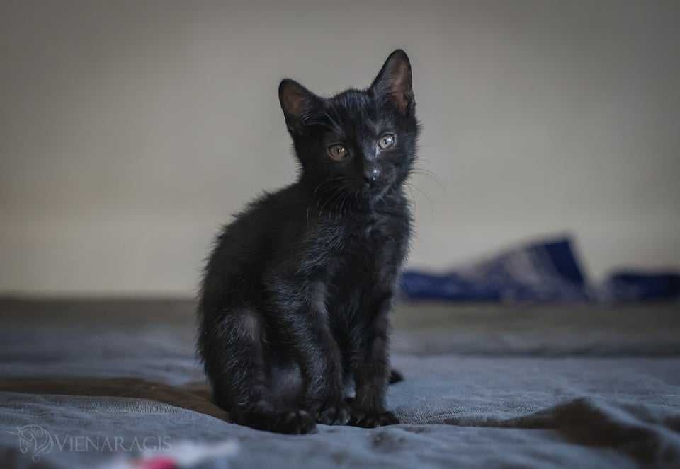 Biało Czarne cuda do adopcji