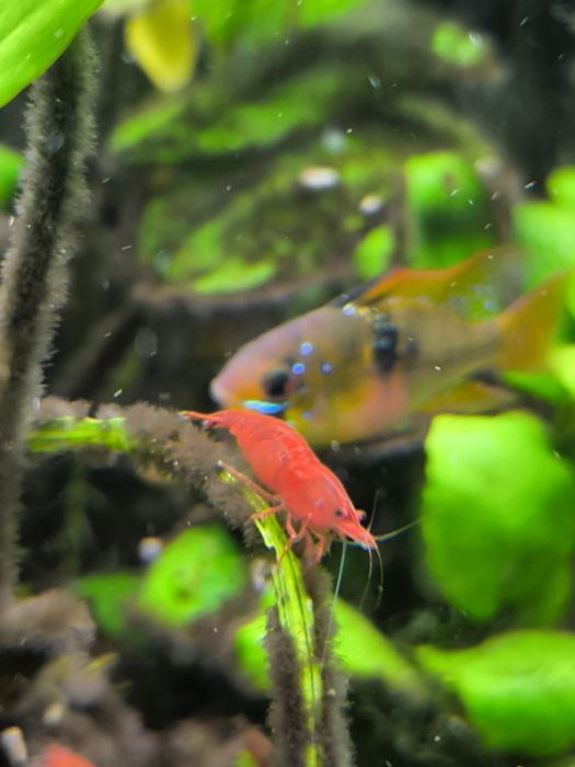 Krewetka Bloody Mary